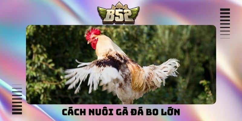 Cách nuôi gà đá bo lớn
