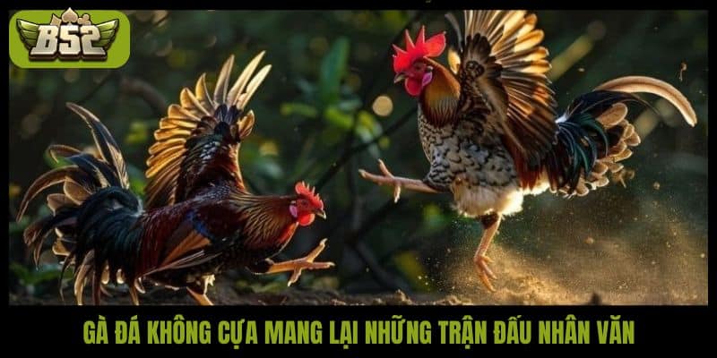 Gà đá không cựa mang lại những trận đấu nhân văn